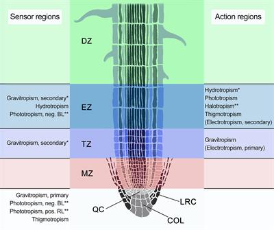 Frontiers | Root Tropisms: Investigations On Earth And In Space To ...